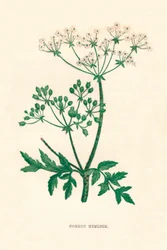 Gevlekte Scheerling, ca. 1891