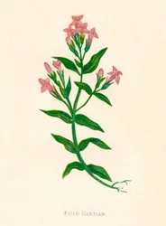 Veldgentiaan, ca. 1891, 1891