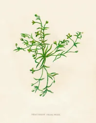 Liggende Parel-Wort, ca. 1891