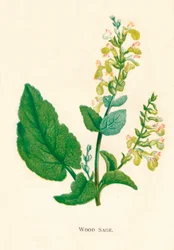 Houtsalie, ca 1891, 1891