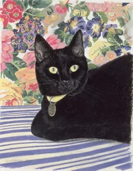 Zwarte kat