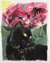 Zwarte tulpen