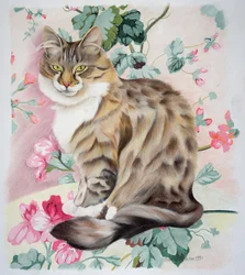 Langharige cyperse kat