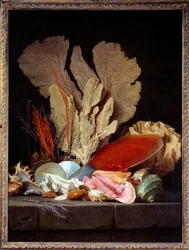 Zee Panaches. Stilleven met schelpen. Schilderij door Anne Vallayer Coster (1744-1818) 1769
