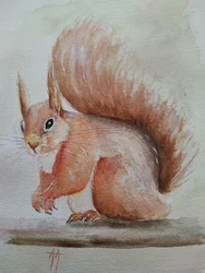 Schattige rode eekhoorn