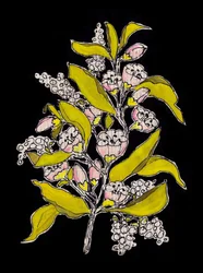 Botanische bloei op zwart