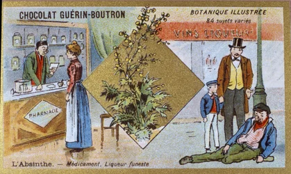 Absint: medicijn en dodelijke likeur. Gravure (chromo). Reclamechromolithografie voor Guerin-Boutron chocolade, eind 19e eeuw. Illustree Botanische Serie