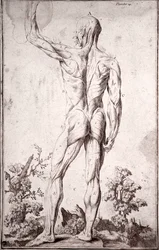 Anatomische studie van het menselijke spierstelsel (gravure)