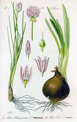 Botanische plaat: Allium schoenoprasum (bieslook) en allium cepa (ui). Plaat 29. Privécollectie