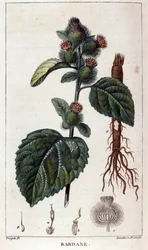Botanische plaat: klit (arctium)