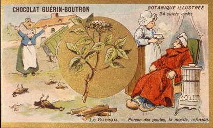 Vlierbes: vergif voor kippen, merg, infusie. Reclamechromolithografie voor Guerin-Boutron chocolade, eind 19e eeuw. Illustree Botanische Serie