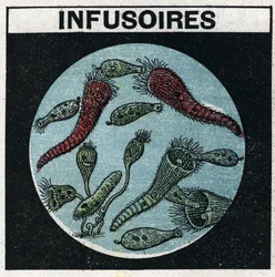 Lichtprojectie: gebruik van een projectielantaarn om infusoriën te observeren. Anonieme illustratie uit 1925. Privécollectie.
