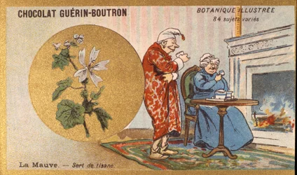 Paars is een kruidenthee. Gravure (chromo). Reclamechromolithografie voor Guerin-Boutron chocolade, eind 19e eeuw. Illustree Botanische Serie.