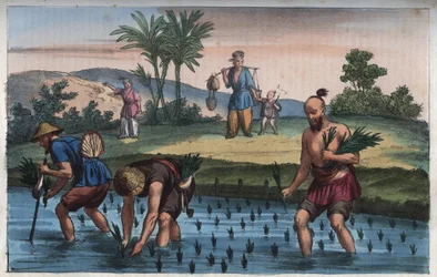 Rijstplantage, China (de rijst) - gravure uit „Usi e Costumi di Tutti i Popoli dell