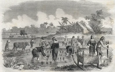 Rijstteelt in Manilla op de Filipijnen in 1864. Anonieme gravure. Privécollectie.