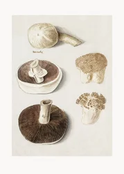 Gewone weidepaddenstoel, Agaricus campestris, staand