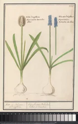 Blauwe en witte druifjes (Muscari botryoides) Witte en Blauwe Druijfkens. / Dhijachintus Botroides. albus et Coeruleus