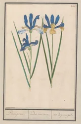 Blauwe lis (Iris sibirica)