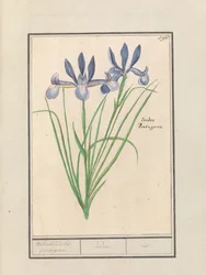 Blauwe lis (Iris sibirica) Welriekende lis