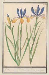 Blauwgele lis (Iris sibirica)