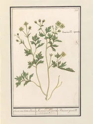 Boterbloem (Ranunculus)