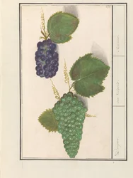 Druif (Vitis vinifera)