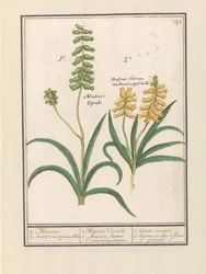 Druifhyacint (Muscari)