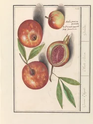 Granaatappel (Punica granatum)