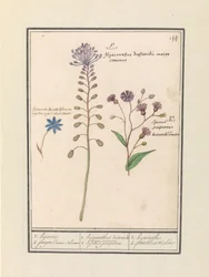 Kuifhyacint (Muscari comosum) en korenbloem (Centaurie)