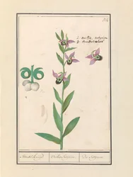 Lachende Hommelorchis en anemonen