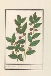Olijf (Olea europaea) Laurier Boom. Bacca Laurus. Laurier