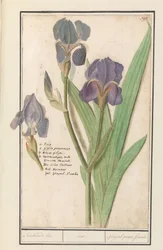 Paarse iris (Iris germanica)