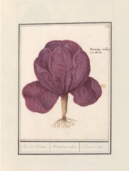 Rode kool (Brassica oleracea convar. capitata var. rubra)