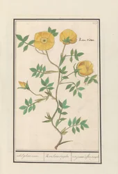 Roos (Rosa)