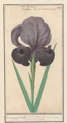 Rouwiris (Iris susiana)