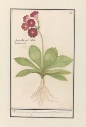 Sleutelbloem (Primula)