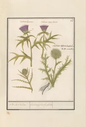 Distel (Carduus) en artisjok (Cynara cardunculus)
