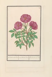 Wilde roos (Rosa)