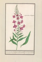 Wilgenroosje (Chamerion angustifolium) Vederik jooden Kruijt. lijsimachia sequilosa Souci d