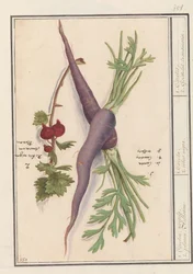 Wortel (Daucus carota) en rode bes (Ribes rubrum)