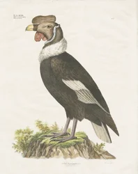 Andes-condor (handgekleurde litho)