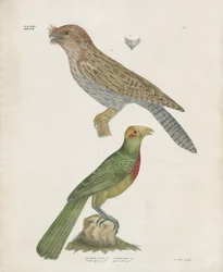 Barbet en Roller (handgekleurde litho)
