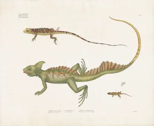 Basilisken en kleine hagedissen met bijzondere kenmerken (handgekleurde litho)