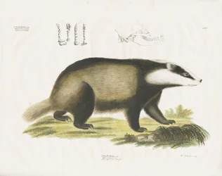 Europese das met schedelillustratie (handgekleurde litho)
