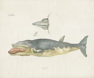 Groenlandse walvis met anatomische details (handgekleurde litho)