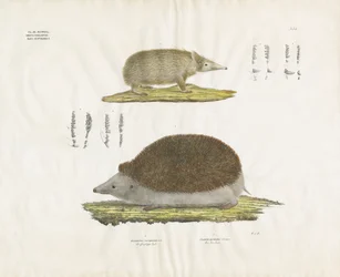 Egel en Tenrec met anatomische details (handgekleurde litho)