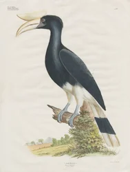Neushoornvogel (handgekleurde litho)