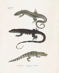 Varaan, giftige hagedis en alligator uit de Reptielenklas (handgekleurde litho)