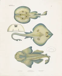 Roggensoorten uit de orde Rajiformes (handgekleurde litho)