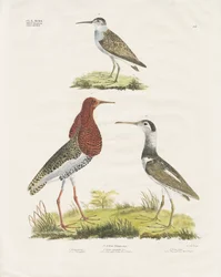 Oeverlopers en Kemphaan (handgekleurde litho)